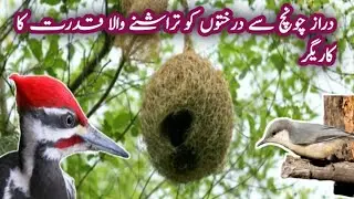 Nature ka Carpenter Bird Documentary | Unbelievable Skills & Amazing Facts