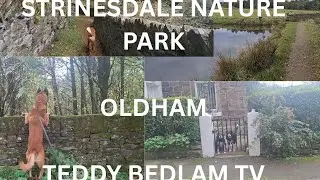 Длительная прогулка с бельгийской овчаркой малинуа акита в заповеднике 🌿 🐕🌲 Тедди Бедлам ТВ
