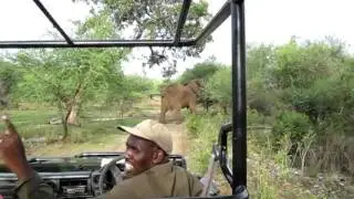 Elephant Pafuri.MOV