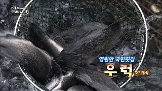 대중성1위 국민횟감 우럭! [어영차바다야]