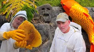 Мы нашли огромный улей в пруду с карпами кои!