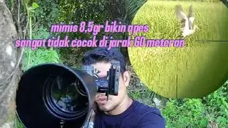 Mimis 8,5gr bikin apes di jarak 60 meter zonk