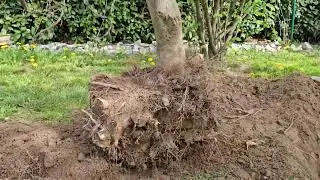 Maple Bonsai project 2.0
