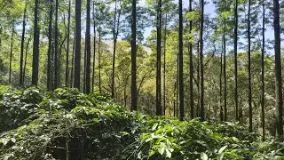 8 Acres Coffee Estate for Sale in Chikmagalur | Stream + Scenic Mountain Views | Villbiz Properties