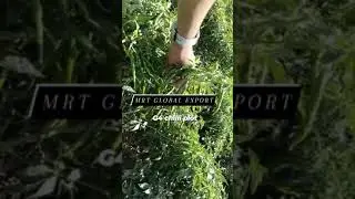 G4 chilli plot