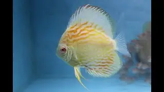 HOW TO: Breed Albino Discus fish using intermediate Parent?