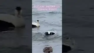 ICELAND NATURE 15 - Common Eider duck (recorded April 2022 Reykjavik area) eiderdown #eider #shorts