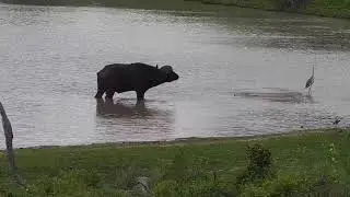 Djuma: Lone Buffalo with missing tail and a limp - 17:30 - 12/03/21