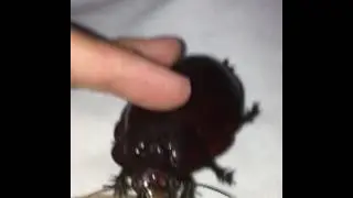 Giant cockroach eating apple
