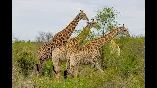 Africa 2017, Ep.2, Kruger N.P. (South Africa)
