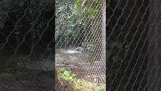 Only in Florida 1