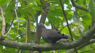 African Olive Pigeon   Columba arquatrix   | Uganda Bird Watching Adventure