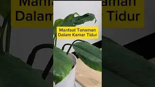 Dekor Kamar Tidur dengan Tanaman Hijau Aman? | Manfaat Tanaman Indoor #adayinmylife #dailyvlog