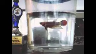 Mi pez betta hembra!