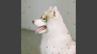 Number One Music for Sleepy Dogs