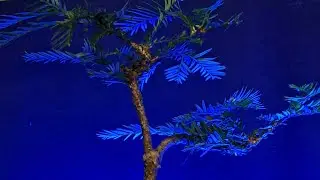 Style a redwood to flip on Facebook #live