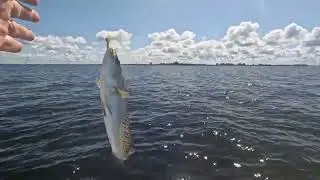 Tampa Bay Winter Sea Trout