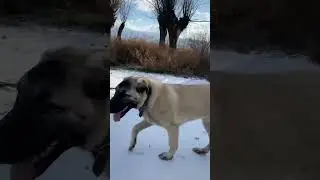 Kangal ile doğa t&uuml;r&uuml; #kangalsevdası #k&ouml;yhayatı