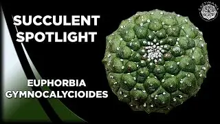 Succulent Spotlight - Euphorbia Gymnocalycioides | #Cactus & #Succulent Collection