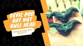 NYOBAIN SAYUR TANDUK IBLIS || DEVIL POD || WATER CALTROP || BAT NUT
