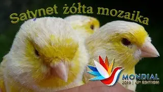 MONDIAL COM ZWOLLE 2019 WORLD SHOW Satinet yellow mosaic. Satinet gelb mosaik. Satine giallo mosaico
