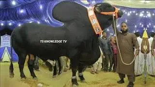 Red Sindhi vs Gir Cow The Ultimate Battle of Milk Production (Pakistan vs India)