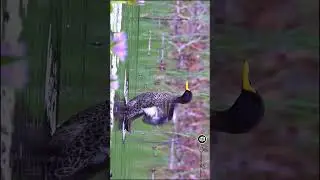 A Splash, a Shake, and a Power Stretch&mdash;The Yellow-Billed Duck Takes Over the Pond || Birds of Kenya