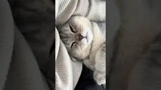 Mein S&uuml;&szlig;keks Cosmo Kuschelzeit cuddle time BKH Katze Kater kitten #cat #viral #catlovers #cutecat
