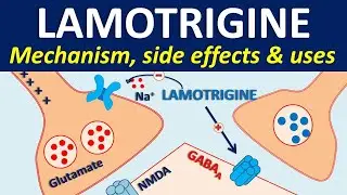 Lamotrigine - Mechanism, side effects, drug interactions & uses