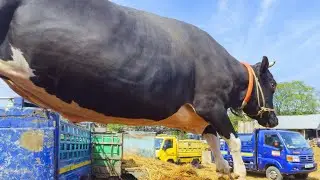 cow unloading, cow videos, cow video, animal, cow, big cow, gorur video, goru hamba cow, Ep-260