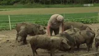 Blondvieh und Schwein ORF Land und Leute