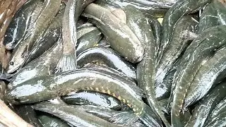 এমন ফ্রেশ শোল মাছ শুধু আড়িয়াল বিলেই পাওয়া যায়। BD Fish Market। দেশি শোল। Dubli Bazar Fish Market