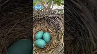 Day5 for myna eggs #myna #eggs #egg #fun #funny #bird #birds