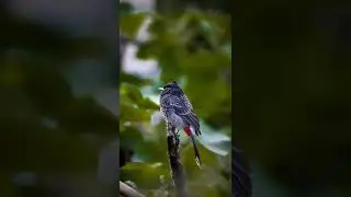 #canon #canonphotography #birds #birdsphotography #birdsplanet #birdsliving #animalloves #videos