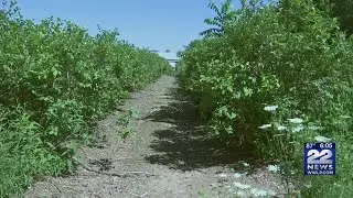 Lack of rainfall leaves local farms struggling to produce fresh crops