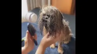 LittlePaws.PetieTec Dog Reviews Pet Dryer With Poodle | Customer Test 14