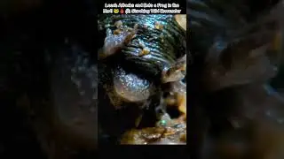 Leech Attacks and Eats a Frog in the Mud! 🐸🩸 | Shocking Wild Encounter