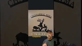 All About Warthogs in Texas