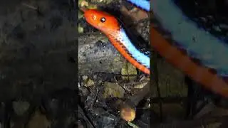 Coral Snake             #shorts #short #shortvideo #reptiles #coral #snake #wildlife #animals