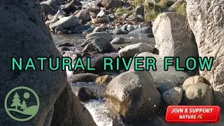 Pure River Flow Sounds | Natural Relaxation & Deep Calm