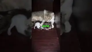 A Cat With Two Faces...