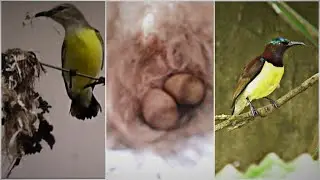Sun bird | preparing  nest | laying eggs | Arts of Anand kottal
