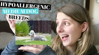 HYPOALLERGENIC DOG BREEDS - MEDIUM BREED