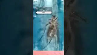 микроскоп #мошка