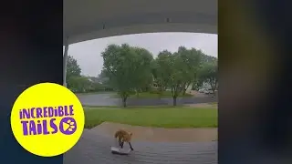 House owners shocked by their new paper boy 🦊 | SWNS
