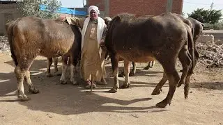عاجل ضربة جوية بمزرعة التاجر الطيب وصول ارخص اسعار الجاموس العشر السوبر بمصر والضرب في المليان