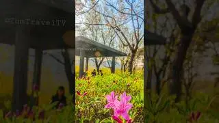 SPRING VIBES #travel #2025 #nature #flowers #spring #seoul #korea #shorts #video #life #story #edit