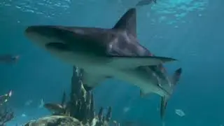 MEGALODON & #1 rated Ripleys Aquarium - our recent visit