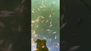 The fry of short-tailed goldfish can also be sold.#goldfish #koi #pets #doitsu