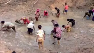Catching Fishes In Kampot Province, Cambodia Net Fishing, Catching Fishes By Hand